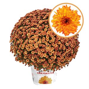Afbeelding van Bolchrysant  P19 Orange